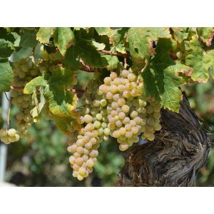 Vinič stolový (Vitis Vinifera) ´SOLARIS´ - výška 40-60 cm, kont. C2L